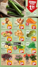 Pflanzen Angebot im aktuellen REWE Prospekt auf Seite 7