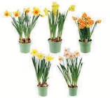 Narcisse - Super U à Clermont-Ferrand Narcisse en promo chez Super U Clermont-Ferrand à 5,59 €