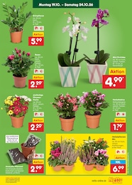 Kaktus Angebot & Preis im aktuellen Netto Marken-Discount Prospekt Kaktus Angebot im aktuellen Netto Marken-Discount Prospekt auf Seite 11