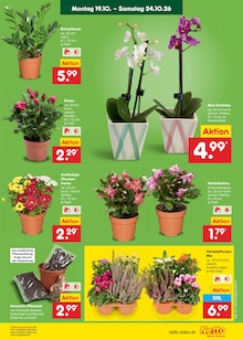Bio Öl Angebot im Netto Marken-Discount Prospekt, gültig von 19.10.2026 bis 24.10.2026 Bio Öl Angebot im aktuellen Netto Marken-Discount Prospekt auf Seite 11