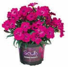 Hagebaumarkt Neu Gülze - Gartennelke 'Scully' Angebot im Prospekt Gartennelke 'Scully' bei Hagebaumarkt im Neu Gülze Prospekt für 2,99 €