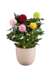 Chrysanthème « Flower Pops » en promo chez Lidl Lille à 5,99 €