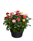 Rosier arlequin en promo chez Lidl Le Mans à 6,99 €