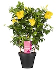 Promo Dipladénia ECLOZ à 17,99 € dans le catalogue Jardiland à Corbeil-Essonnes