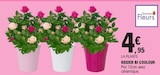 Rosier bi couleur dans le catalogue E.Leclerc