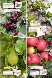 Obstbaum im aktuellen Garten-Center Nordharz GmbH & Co. KG Prospekt (Braunschweig) Obstbaum im Garten-Center Nordharz GmbH & Co. KG Prospekt "SUMMER'S END" mit 12 Seiten (Braunschweig)