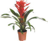 Guzmania ou vriesea - GARDENLINE dans le catalogue Aldi