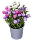 Blühpflanze im Angebot bei Kaufland in Paderborn Blühpflanze Angebote bei Kaufland Paderborn für 1,99 €