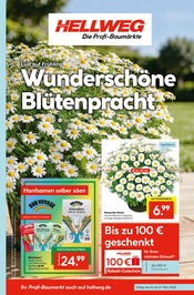 Hellweg Baumärkte Prospekt der aktuellen Woche mit 16 Seiten, gültig von 16.03.2026 bis 21.03.2026, in Schwielowsee und Umgebung Aktueller Hellweg Baumärkte Prospekt in Schwielowsee und Umgebung, "Wunderschne Blütenpracht" mit 16 Seiten, 16.03.2026 - 21.03.2026
