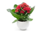 Kalanchoe simple ECLOZ - ECLOZ en promo chez Jardiland Kalanchoe simple ECLOZ - ECLOZ dans le catalogue Jardiland