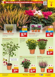 Netto Marken-Discount Obstbaum im Prospekt Netto Marken-Discount Obstbaum im Prospekt