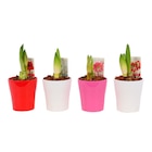 Amaryllis dans le catalogue Carrefour