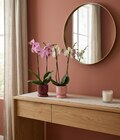 Orchidée en promo chez Carrefour Rouen à 13,99 €