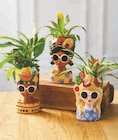 Mixte Spathiphyllum et Bromelia en promo chez Super U Palaiseau à 9,99 €