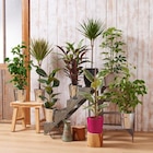 Carrefour Villeherviers - Promo Plante verte Promo Plante verte à 19,99 € dans le catalogue Carrefour à Villeherviers