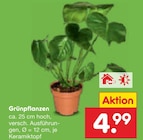 Aktuelle Zimmerpflanzen Angebote bei Netto Marken-Discount in Hamburg Aktuelles Grünpflanzen Angebot bei Netto Marken-Discount in Hamburg ab 4,99 €