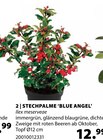 Stechpalme Blue Angel von  im aktuellen Dehner Garten-Center Prospekt für 12,99 €