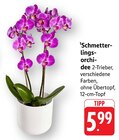 Schmetterlingsorchidee Angebote bei E center Darmstadt für 5,99 €