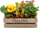 toom Baumarkt Blomberg - Frühlingskiste Angebot im Prospekt Frühlingskiste bei toom Baumarkt im Blomberg Prospekt für 14,99 €