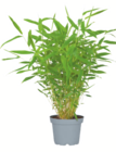 Oleander für 12,99 € bei toom Baumarkt im Angebot Oleander im aktuellen toom Baumarkt Prospekt