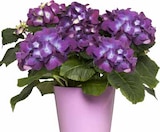 Hortensie Angebot im Pflanzen Kölle Prospekt Hortensie im Pflanzen Kölle Prospekt zum Preis von 9,99 €