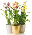 Aktuelles Orchideen-Mix "Exotisch" mit Keramik oder Cambria Nelly Isler Angebot bei Netto mit dem Scottie in Dresden ab 6,99 €