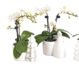 Phalaenopsis mix mini 2 branches - LaMaison.fr à Caen Phalaenopsis mix mini 2 branches en promo chez LaMaison.fr Caen à 15,95 €