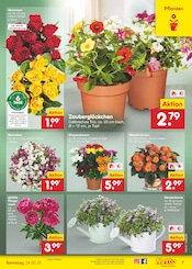 Stauden im Netto Marken-Discount Prospekt in Leinfelden-Echterdingen Aktueller Netto Marken-Discount Prospekt mit Stauden, "Aktuelle Angebote", Seite 9
