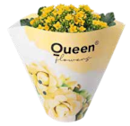 Flammendes Käthchen von GROW by OB im aktuellen OBI Prospekt für 3,49 €