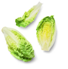 Span. Mini-Romanasalat für 0,89 € bei Kaufland im Angebot Span. Mini-Romanasalat im aktuellen Kaufland Prospekt