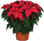 Weihnachtsstern im Angebot bei EDEKA in Friedrichshafen Weihnachtsstern Angebote bei EDEKA Friedrichshafen für 2,99 €