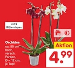 Orchidee bei Netto Marken-Discount im Prospekt "" für 4,99 €
