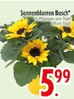 Sonnenblumen Busch im EDEKA Prospekt Sonnenblumen Busch im aktuellen EDEKA Prospekt für 5,99 €