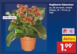 Geglitzerte Kalanchoe Angebote bei Netto Marken-Discount Düsseldorf für 1,99 €