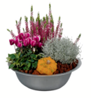 Herbst-Arrangement für 16,99 € bei toom Baumarkt im Angebot Herbst-Arrangement im aktuellen toom Baumarkt Prospekt
