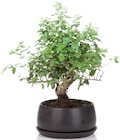 Bonsaï d'exterieur en pot céramique - Lidl à Rueil-Malmaison Bonsaï d'exterieur en pot céramique en promo chez Lidl Rueil-Malmaison à 14,99 €