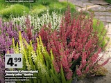 Besenheide (Calluna vulgaris) âBeauty Ladiesâ Quattro im Hagebaumarkt Prospekt Besenheide (Calluna vulgaris) âBeauty Ladiesâ Quattro von im aktuellen Hagebaumarkt Prospekt fĂŒr 3,99 âŹ