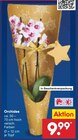 Aktuelle Pflanzen Angebote bei Netto Marken-Discount in Pforzheim Aktuelles Orchidee Angebot bei Netto Marken-Discount in Pforzheim ab 9,99 €