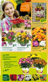 Chrysantheme Angebote im Prospekt "Bunte Jahreszeit!" von Pflanzen Kölle Chrysantheme Angebote im Prospekt "Bunte Jahreszeit!" von Pflanzen Kölle auf Seite 4