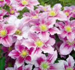 Waldrebe Clematis von Kölle im aktuellen Pflanzen Kölle Prospekt