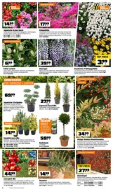 Aktueller OBI Prospekt mit Palme, "BIBERSTARKE ANGEBOTE", Seite 2