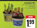 Aktuelles Zwiebelblüher Mix Angebot bei E center in Nürnberg ab 1,99 €