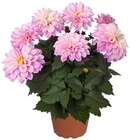 Hortensie Angebote bei REWE Wetzlar für 4,99 €
