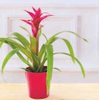 Bromelias - Super U à Montpellier Bromelias en promo chez Super U Montpellier à 4,79 €