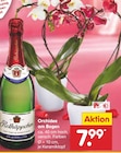 Orchidee am Bogen Angebote von Rotkäppchen bei Netto Marken-Discount Bottrop für 7,99 €