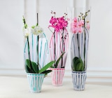 Orchidée 2 tiges - Super U à Metz Orchidée 2 tiges en promo chez Super U Metz à 8,99 €
