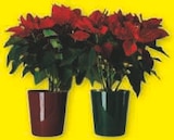 U Express Saint-Didier-sur-Chalaronne - Promo Poinsettia Promo Poinsettia à 4,99 € dans le catalogue U Express à Saint-Didier-sur-Chalaronne
