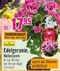 Aktuelles Edelgeranie Halbstamm Angebot bei Hornbach in Remscheid ab 17,95 €