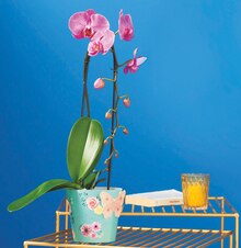 ORCHIDÉE PHALAENOPSIS - Carrefour Market à Le Havre ORCHIDÉE PHALAENOPSIS en promo chez Carrefour Market Le Havre à 9,99 €