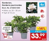 Gardenien, Gardenia jasminoides im Netto Marken-Discount Prospekt Gardenien, Gardenia jasminoides von im aktuellen Netto Marken-Discount Prospekt für 33,99 €